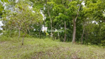Jual Tanah 36440m2 Baler Bale Agung Negara Jembrana