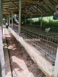 Jual Tanah 44 Are Kandang Babi Siap Pakai
