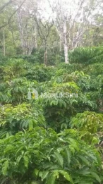 Jual Tanah Kebun Kopi 19 Are Pinggir Jalan Raya Pupuan Pekutatan Buleleng