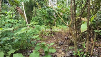 Jual Tanah Murah Luas 11 Are Jadi Babakan Banjaranyar Kediri Tabanan