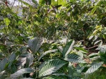 Jual Tanah Perkebunan Kopi Produktif 6,4 Ha Pupuan Tabanan