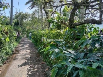 Jual Tanah Perkebunan Kopi Produktif 6,4 Ha Pupuan Tabanan