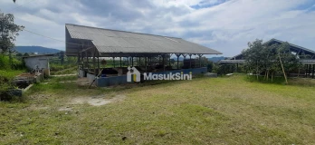 Kebun Alpukat Lengkap Dengan Kandang Sapi Domba dan Green House Di Lembang