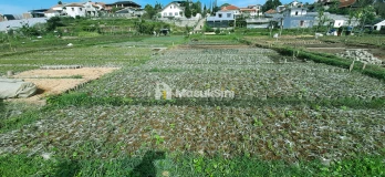 Tanah Dekat Lembang Park & Zoo Untuk Villa, Kebun dan Nursery