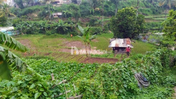 Tanah Utk Pertanian dan Perkebunan Sayap Jl. Cihanjuang Bandung Barat