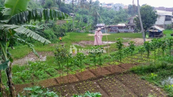 Tanah Utk Pertanian dan Perkebunan Sayap Jl. Cihanjuang Bandung Barat