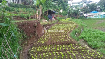 Tanah Utk Pertanian dan Perkebunan Sayap Jl. Cihanjuang Bandung Barat