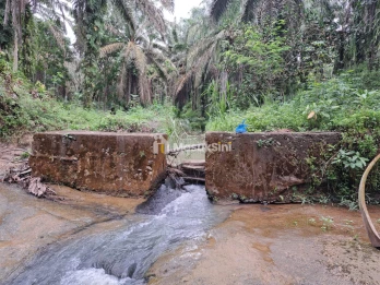 DIJUAL KEBUN KELAPA SAWIT 92.304 M² DI TALUN KENAS  ()