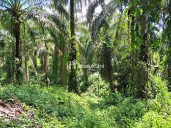 DIJUAL KEBUN KELAPA SAWIT 92.304 M² DI TALUN KENAS  ()