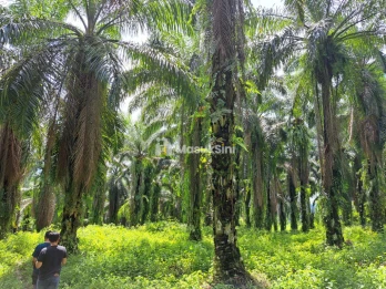 DIJUAL KEBUN KELAPA SAWIT 92.304 M² DI TALUN KENAS  ()