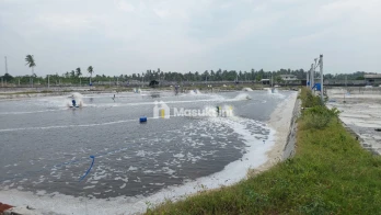 DIJUAL TAMBAK UDANG VANAME AKTIF di SITUBONDO