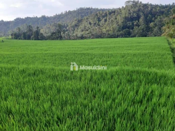 Dijual Cepat Tanah 120 Are Pinggir Jalan Provinsi Busungbiu Buleleng