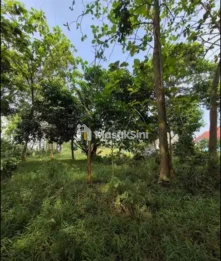 Dijual Tanah Sangat Luas di Jalan Jaha Kiray, Tangerang