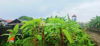 Disewakan Tanah 1000 m2 Di Kapal Mengwi Badung Bali