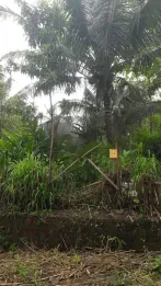 Jual Tanah 2 Unit Murah Luas di Daerah Pancasan Banyumas Shm