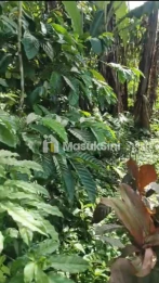 Jual Tanah Kebun Kopi 20 Are Jatiluwih Penebel