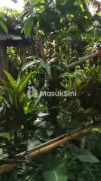 Jual Tanah Kebun Kopi 20 Are Jatiluwih Penebel Tabanan