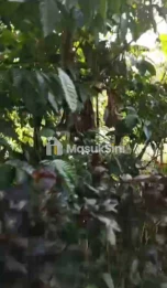 Jual Tanah Kebun Kopi 20 Are Jatiluwih Penebel Tabanan