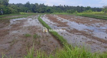 Jual Tanah Lahan Pemukiman 1,06 Hektar View Sawah Gunung Dekat Tol Lingkar