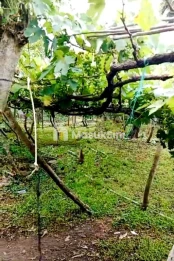 Jual Tanah Lahan Perkebunan Anggur 11 Are Pemuteran Buleleng