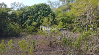 Sewa Min 10 Tahun Tanah 4 Are di Ungasan: Pilihan Terbaik untuk Investasi A