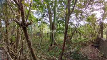 Sewa Min 10 Tahun Tanah Hadap Utara 8 Are Jalan Jepun Jimbaran