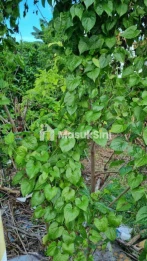 Sewa Min 20 Tahun Tanah 1680m2 Tukad Badung Renon Denpasar Selatan