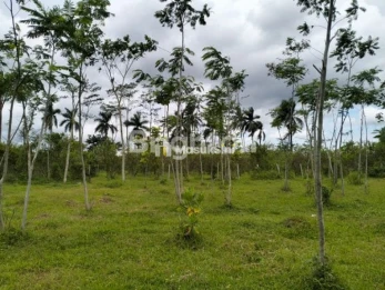 TANAH MURAH JATISARI MALANG