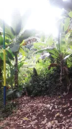 Tanah View Kota Bandung Utk Rumah Villa Kebun di Ujung Berung Bandung