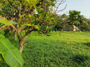 Dijual Tanah Luas & Strategis – Cocok untuk Investasi atau Hunian Keluarga