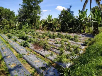 BUC Jual Tanah 3850m2 Pinggir Jalan Nasional Jalan Raya Baturiti Tabanan