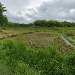 Dijual Lahan Sawah Produktif 4.167 m² SHM di Leuwigoong Garut