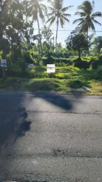 Disewakan Min 5 Tahun Tanah 6 Are Hadap Barat Rangdu Seririt Buleleng Bali