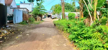 Disewakan Tanah 10 Are Jl Persada Kerobokan Kuta Utara Badung Bali