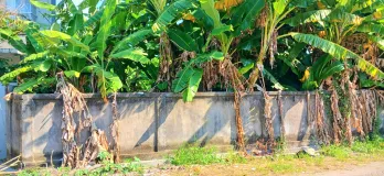 Disewakan Tanah 10 Are Jl Persada Teuku Umar Barat Kerobokan Bali