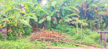 Disewakan Tanah 32 Are JL Ida Bagus Mantra Dkt Ke By Pass Ngurah Rai Sanur