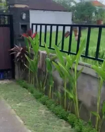 Jual Rumah Hadap Selatan 3 Kamar Banteng Bitera Gianyar