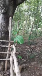 Jual Tanah 10 Hektar Pelabuhan Tano Sumbawa NTB