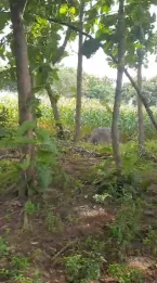 Jual Tanah 10 Hektar Pelabuhan Tano Sumbawa NTB