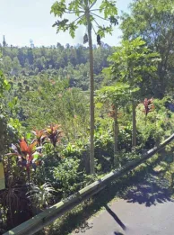 Jual Tanah 144 Are View Pegunungan Hutan Munduk Buleleng