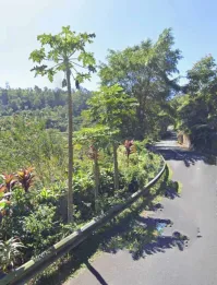 Jual Tanah 144 Are View Pegunungan Hutan Munduk Buleleng