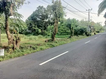 Jual Tanah Kosong 5365m2 Kerambitan Tabanan