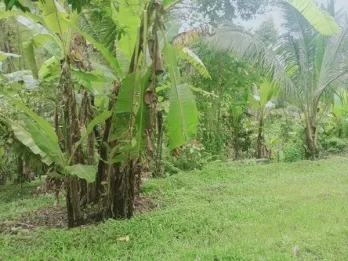 Jual Tanah Murah 33 Are Pupuan Sawah Dekat Wisata Air Terjun Selemadeg Taba