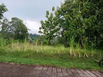 Jual Tanah Murah 5,5 Are Harga Nego Seririt Buleleng