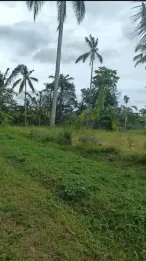 Jual Tanah Murah 74 Are Penebel Tabanan View Sawah Gunung Batukaru