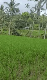Jual Tanah Murah 74 Are Penebel Tabanan View Sawah Gunung Batukaru