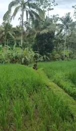 Jual Tanah Murah 74 Are Penebel Tabanan View Sawah Gunung Batukaru