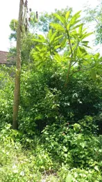 Jual Tanah Siap Bangun 2 Are Taman Giri Jimbaran Badung View Bali Cliff