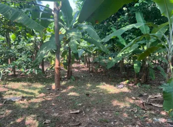 Jual Tanah di Desa Purwasari Kab Karawang Lingkungan Bagus