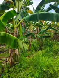 DIJUAL TANAH DI JALAN PELAJAR TIMUR MEDAN DENAI